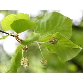 Beech Healing Herbs 10 ml (Hêtre) Healing Herbs 1 - mesfleursdebach.com 