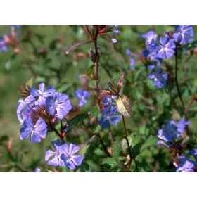 Cerato Healing Herbs 10 ml (Plumbago) Healing Herbs 1 - mesfleursdebach.com 