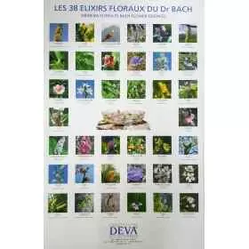 Poster : Les 38 Fleurs du Dr Edward BACH - Laboratoire Deva - 54*35cm Mes Fleurs de BACH 1 - mesfleursdebach.com 