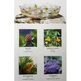 Poster : Les 38 Fleurs du Dr Edward BACH - Laboratoire Deva - 54*35cm Mes Fleurs de BACH 1 - mesfleursdebach.com 