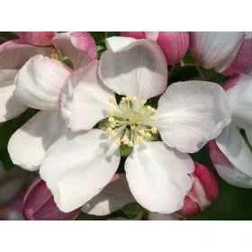 Crab Apple Healing Herbs 10 ml (Pommier Sauvage) Healing Herbs 1 - mesfleursdebach.com 