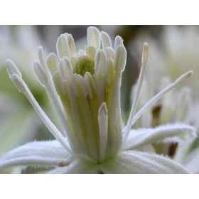 Clematis Healing Herbs 10 ml (Clématite) Healing Herbs 1 - mesfleursdebach.com 