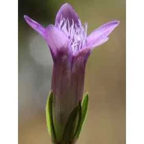 Gentian Healing Herbs 10 ml (Gentiane) Healing Herbs 1 - mesfleursdebach.com 