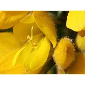 Gorse Healing Herbs 10 ml (Ajonc) Healing Herbs 1 - mesfleursdebach.com 