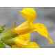 Mimulus Healing Herbs 10 ml (Mimule) Healing Herbs 2 - mesfleursdebach.com 