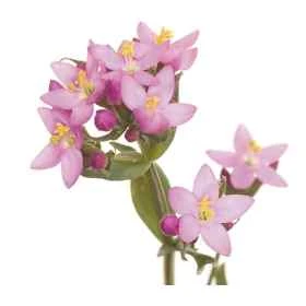 Etiquettes Centaury - Planche de 15 Mes Fleurs de BACH 1 - mesfleursdebach.com 