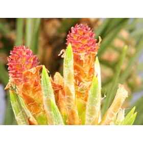 Pine Healing Herbs 10 ml (Pin Sylvestre) Healing Herbs 1 - mesfleursdebach.com 