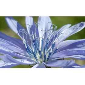 Etiquettes Chicory - Planche de 15 Mes Fleurs de BACH 1 - mesfleursdebach.com 