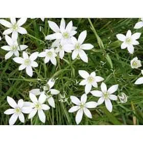 Star of Bethlehem Healing Herbs 10 ml (Étoile de Bethléem) Healing Herbs 1 - mesfleursdebach.com 