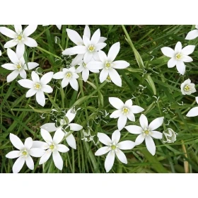 Star of Bethlehem Healing Herbs 10 ml (Étoile de Bethléem) Healing Herbs 2 - mesfleursdebach.com 