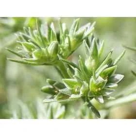 Scleranthus Healing Herbs 10 ml (Alène) Healing Herbs 1 - mesfleursdebach.com 