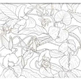 Art-Thérapie et Fleurs de Bach - 38 fleurs à colorier - Lucilla Satanassi Mes Fleurs de BACH 5 - mesfleursdebach.com 