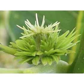 Sweet Chestnut Healing Herbs 10 ml (Châtaignier) Healing Herbs 1 - mesfleursdebach.com 