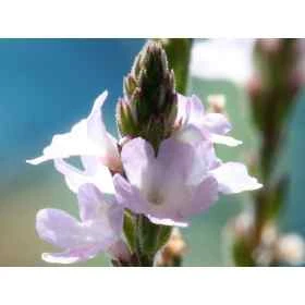 Vervain Healing Herbs 10 ml (Verveine) Healing Herbs 1 - mesfleursdebach.com 