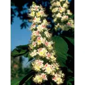 White Chestnut Healing Herbs 10 ml (Marronnier Blanc) Healing Herbs 1 - mesfleursdebach.com 