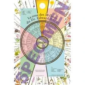 Poster: La Roue des 38 fleurs du Dr Edward Bach -70*50cm Mes Fleurs de BACH 1 - mesfleursdebach.com 