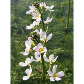 Water Violet Healing Herbs 10 ml (Violette d'Eau ou Hottonie des marais) Healing Herbs 1 - mesfleursdebach.com 