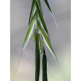 Wild Oat Healing Herbs 10 ml (Folle Avoine) Healing Herbs 1 - mesfleursdebach.com 