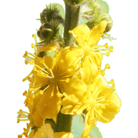 Agrimony Healing Herbs 30 ml (Aigremoine) Healing Herbs 1 - mesfleursdebach.com 