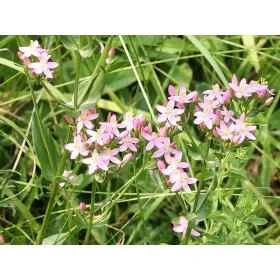 Centaury Healing Herbs 30 ml (Centaurée) Healing Herbs 1 - mesfleursdebach.com 