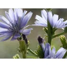 Chicory Healing Herbs 30 ml (Chicorée) Healing Herbs 1 - mesfleursdebach.com 