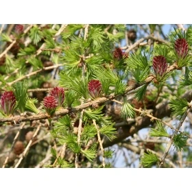 Larch Healing Herbs 30 ml (Mélèze) Healing Herbs 2 - mesfleursdebach.com 