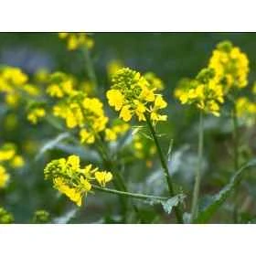 Mustard Healing Herbs 30 ml (Moutarde) Healing Herbs 1 - mesfleursdebach.com 