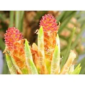 Pine Healing Herbs 30 ml (Pin Sylvestre) Healing Herbs 1 - mesfleursdebach.com 