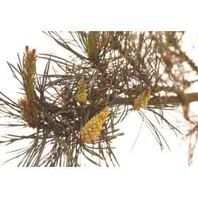 Etiquettes Pine - Planche de 15 Mes Fleurs de BACH 1 - mesfleursdebach.com 