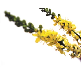 Agrimony fleurs de Bach Original 20 ml (Aigremoine) Bach Original Nelsons 6 - mesfleursdebach.com 