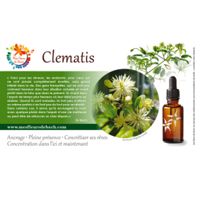 Clematis fleurs de Bach Original 20 ml (Clématite) Bach Original Nelsons 9 - mesfleursdebach.com 