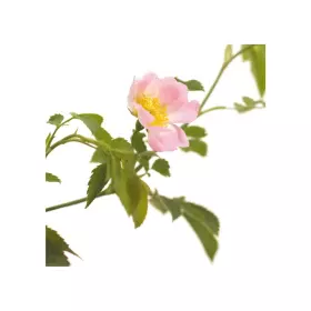 Wild Rose fleurs de bach original 20 ml (Églantine) Bach Original Nelsons 1 - mesfleursdebach.com 