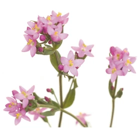 Centaury Fleurs de l'Atlas 10 ml (Centaurée) Les Fleurs de l'Atlas 1 - mesfleursdebach.com 