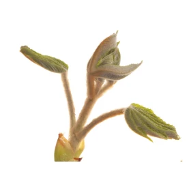 Chestnut Bud Fleurs de l'Atlas 10 ml (Bourgeon de Marronnier) Les Fleurs de l'Atlas 1 - mesfleursdebach.com 