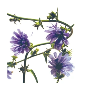 Chicory Fleurs de l'Atlas 10 ml (Chicorée) Les Fleurs de l'Atlas 1 - mesfleursdebach.com 