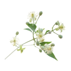 Clematis Fleurs de l'Atlas 10 ml (Clématite) Les Fleurs de l'Atlas 1 - mesfleursdebach.com 