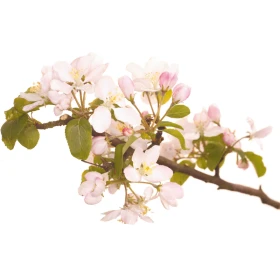 Crab Apple Fleurs de l'Atlas 10 ml (Pommier Sauvage) Les Fleurs de l'Atlas 1 - mesfleursdebach.com 