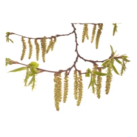 Hornbeam Fleurs de l'Atlas 10 ml (Charme) Les Fleurs de l'Atlas 1 - mesfleursdebach.com 