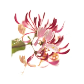 Honeysuckle Fleurs de l'Atlas 10 ml (Chèvrefeuille) Fleurs de l'Atlas - Sans alcool 2 - mesfleursdebach.com 