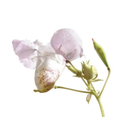 Impatiens Fleurs de l'Atlas 10 ml (Impatiente) Fleurs de l'Atlas - Sans alcool 2 - mesfleursdebach.com 