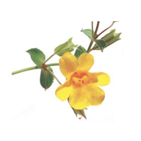 Mimulus Fleurs de l'Atlas 10 ml (Mimule) Les Fleurs de l'Atlas 1 - mesfleursdebach.com 