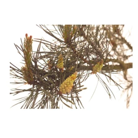 Pine Fleurs de Bach sans alcool - Fleurs de l'Atlas 10 ml (Pin Sylvestre) Fleurs de l'Atlas - Sans alcool 2 - mesfleursdebach.co