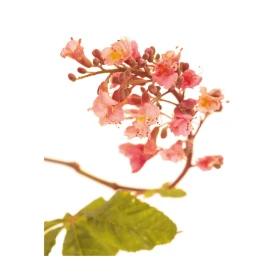 Red Chestnut Fleurs de l'Atlas 10 ml (Marronnier Rouge) Les Fleurs de l'Atlas 1 - mesfleursdebach.com 