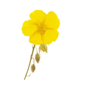 Rock Rose Fleurs de l'Atlas 10 ml (Hélianthème) Les Fleurs de l'Atlas 1 - mesfleursdebach.com 