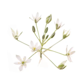 Star of Bethlehem Fleurs de l'Atlas 10 ml (Étoile de Bethléem) Fleurs de l'Atlas - Sans alcool 2 - mesfleursdebach.com 