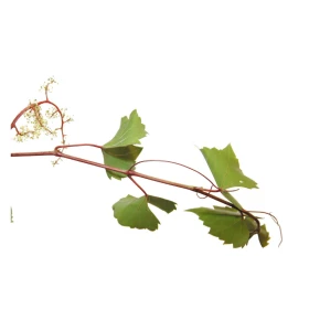 Vine Fleurs de l'Atlas 10 ml (Vigne) Les Fleurs de l'Atlas 1 - mesfleursdebach.com 