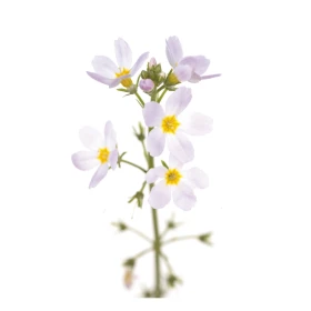 Water Violet Fleurs de l'Atlas 10 ml (Violette d'Eau ou Hottonie des marais) Les Fleurs de l'Atlas 1 - mesfleursdebach.com 