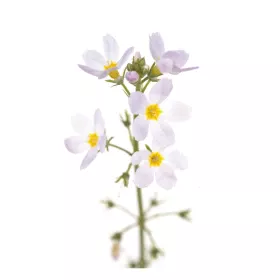 Water Violet Fleurs de l'Atlas 10 ml (Violette d'Eau ou Hottonie des marais) Les Fleurs de l'Atlas 1 - mesfleursdebach.com 