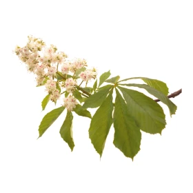 White Chestnut Fleurs de l'Atlas 10 ml (Marronnier Blanc) Les Fleurs de l'Atlas 1 - mesfleursdebach.com 