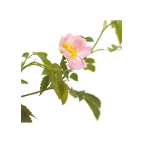 Wild Rose Fleurs de l'Atlas 10 ml (Églantine) Les Fleurs de l'Atlas 1 - mesfleursdebach.com 